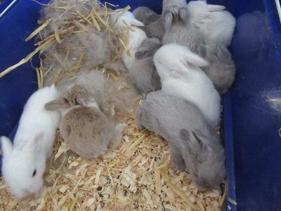 Nursery - Bless Bunny Rabbitry